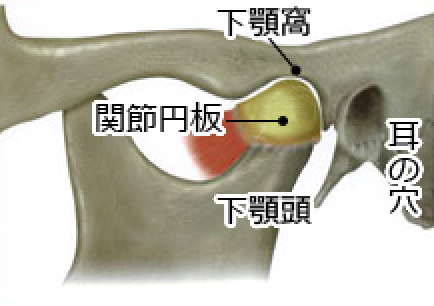 顎関節ってどこにあるの？