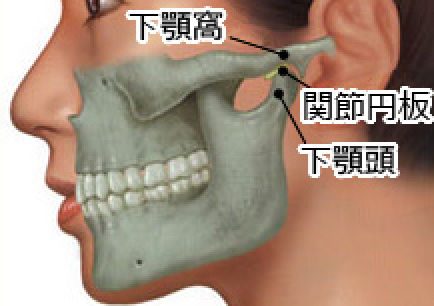 関節円板の役割は？