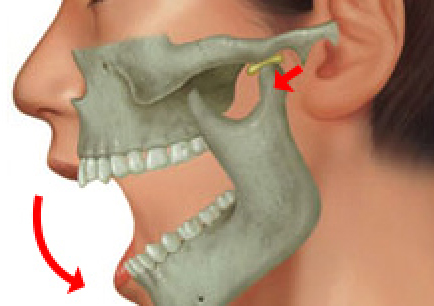 関節円板の役割は？